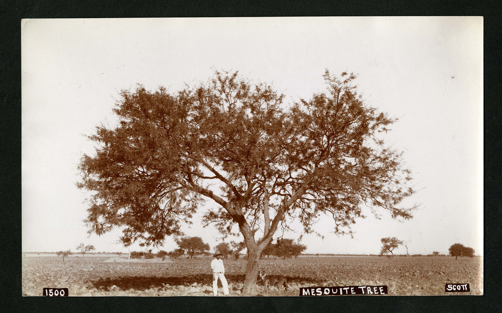 Beautiful vintage photos show everyday life in Mexico from 1890 -1910 ...