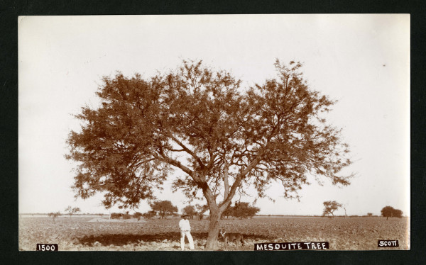 Beautiful Vintage Photos Show Everyday Life In Mexico From 1890 -1910 