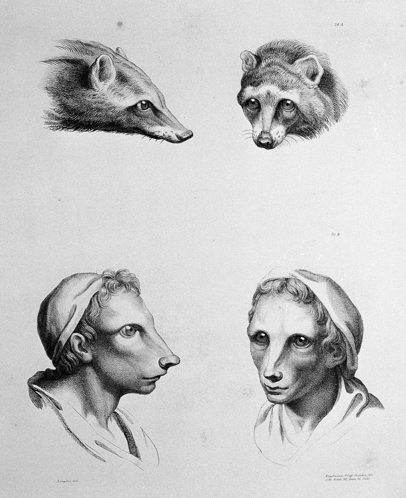 What if humans were evolved from an owl or a raccoon? A 17th Century