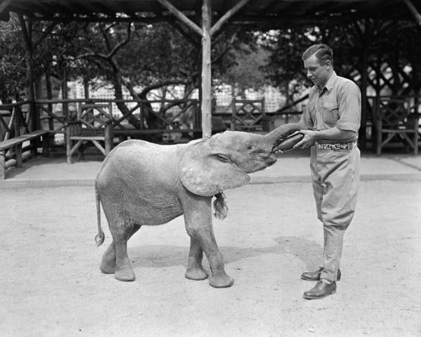 Benson's Wild Animal Farm- The private ZOO in Hudson that ran a gorilla ...