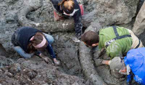 Unsuspecting Farmer Unearths Bones of Ice Age Mammoth | The Vintage News