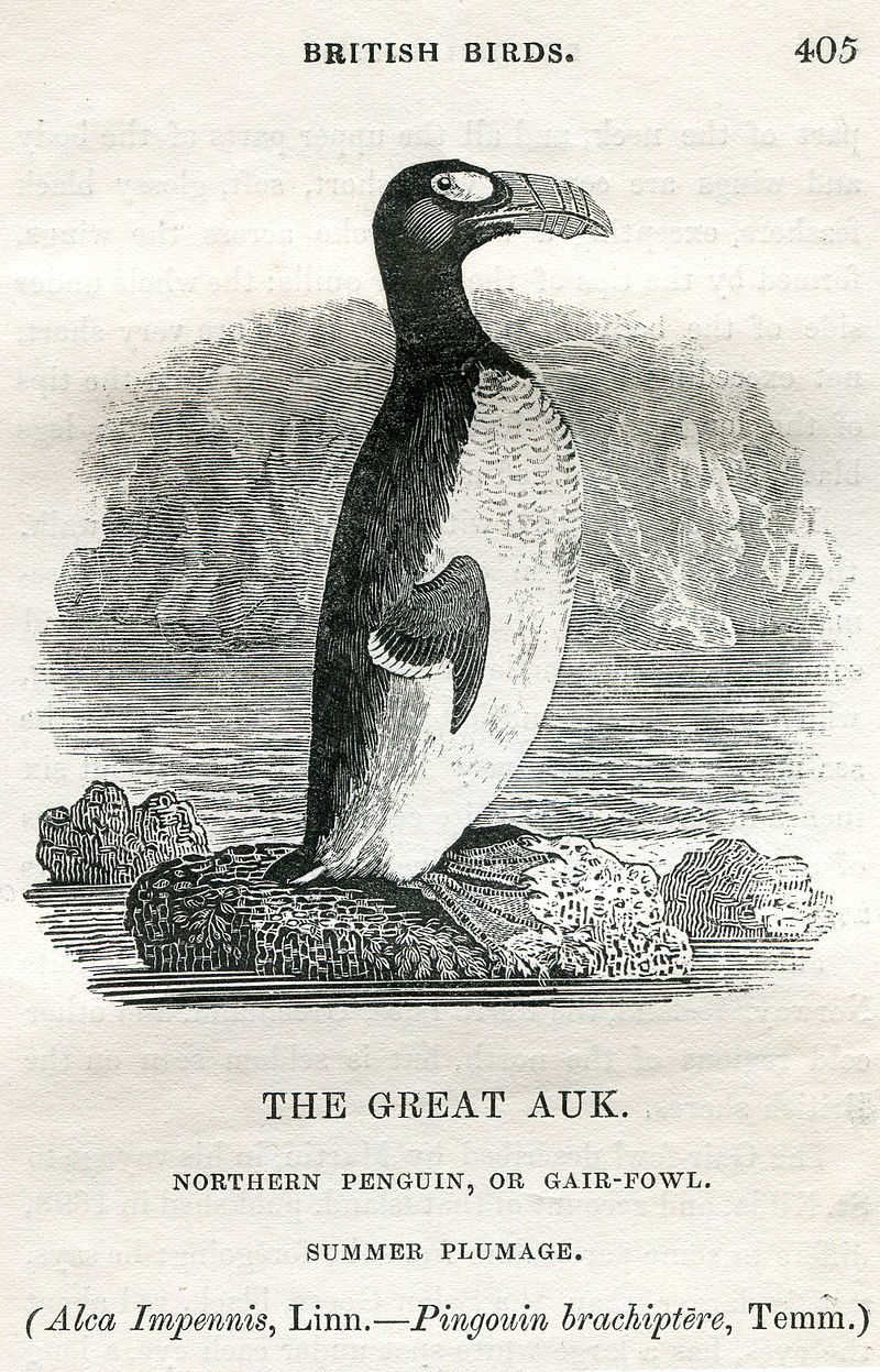 The last Great Auk, a 3 foot penguin-like animal, was killed by ...