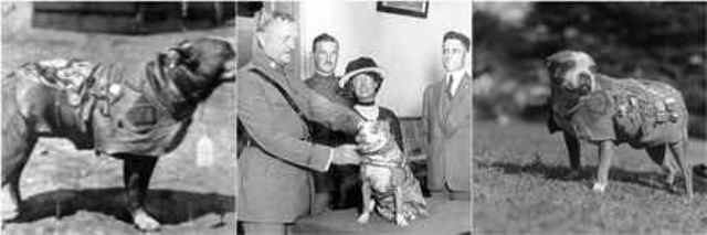 Sergeant Stubby - Wikipedia