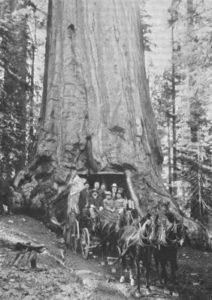 The 2,300 year-old Wawona Tunnel Tree in Yosemite National Park | The ...