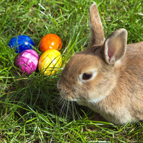 The origins of the Easter Bunny and Easter eggs | The Vintage News