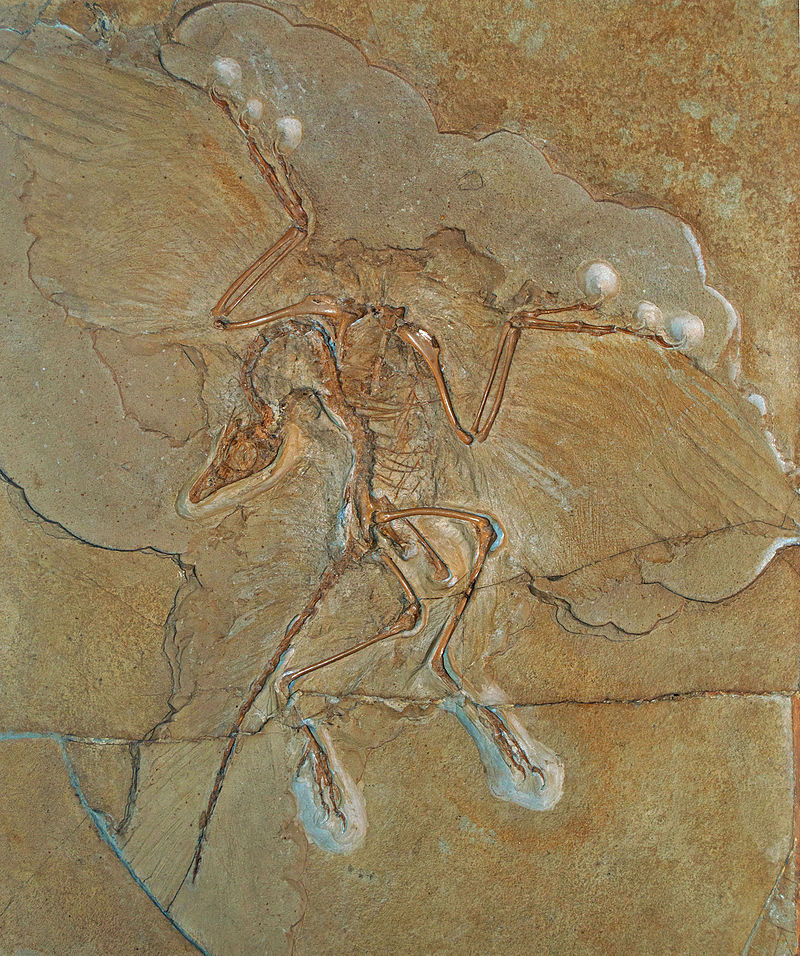 The Famous Berlin Specimen Of The Archaeopteryx Was Found By An ...