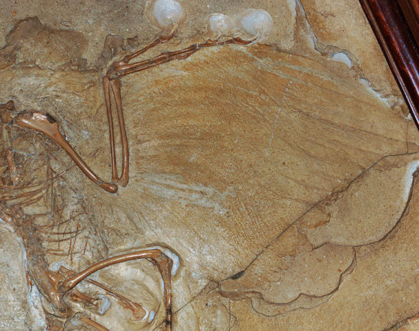 The Famous Berlin Specimen Of The Archaeopteryx Was Found By An ...