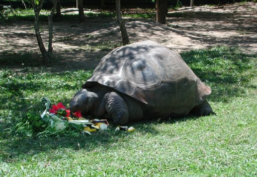 Harriet the Tortoise