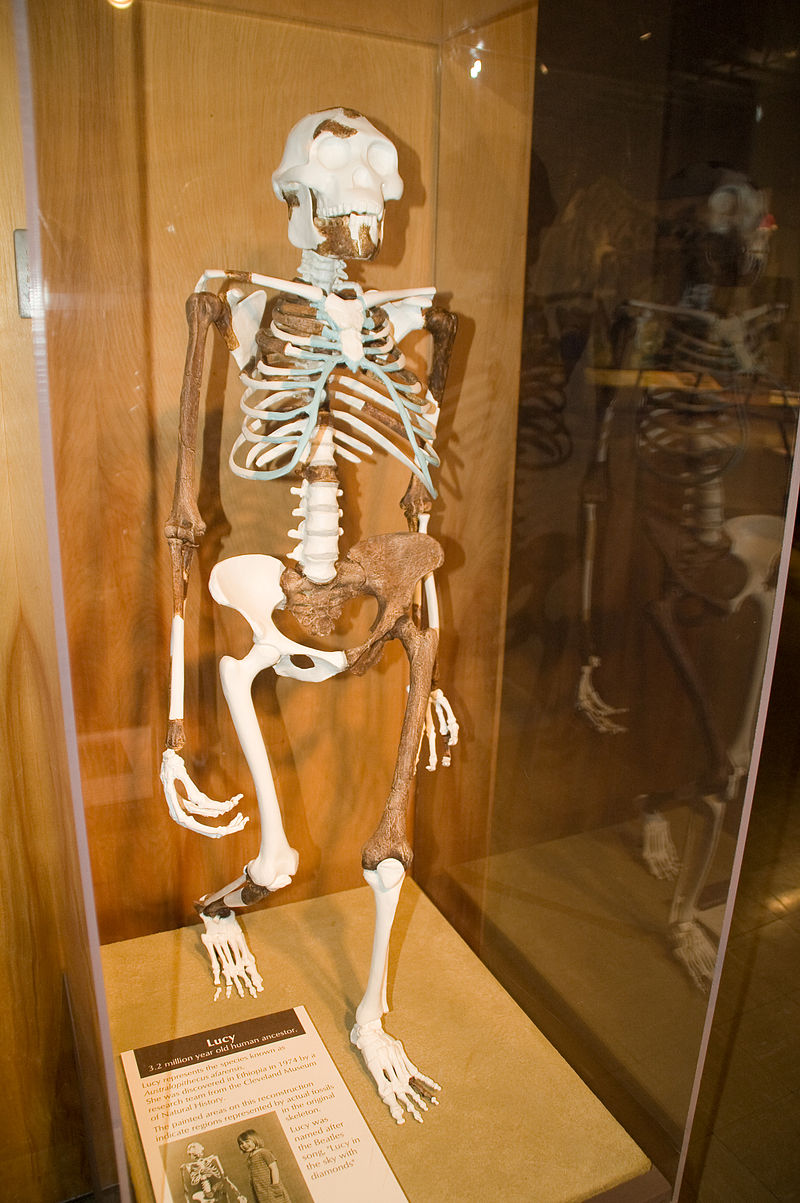 Lucy Australopithecus: A female skeleton estimated to be 3 million ...