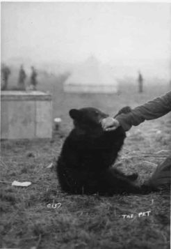 Winnipeg: The bear cub, rescued in Canada, who inspired A. A. Milne's ...