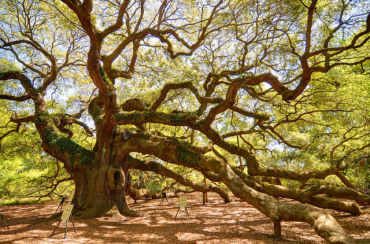 The 400-year-old Angel Oak is one of the most remarkable living things ...