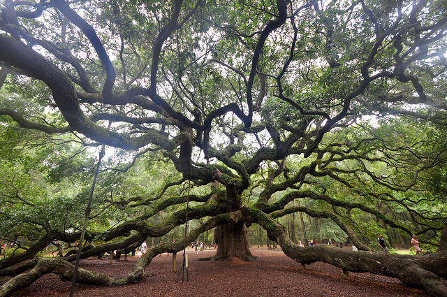 The 400-year-old Angel Oak is one of the most remarkable living things ...