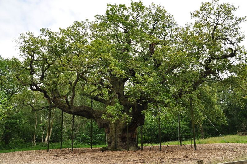 As legend has it, Major Oak, one of the largest oak trees in England ...