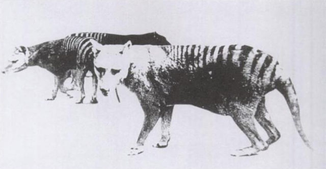 The sad story of the last Tasmanian tigers