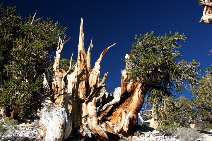 The oldest tree in the world was alive when Stonehenge was under ...