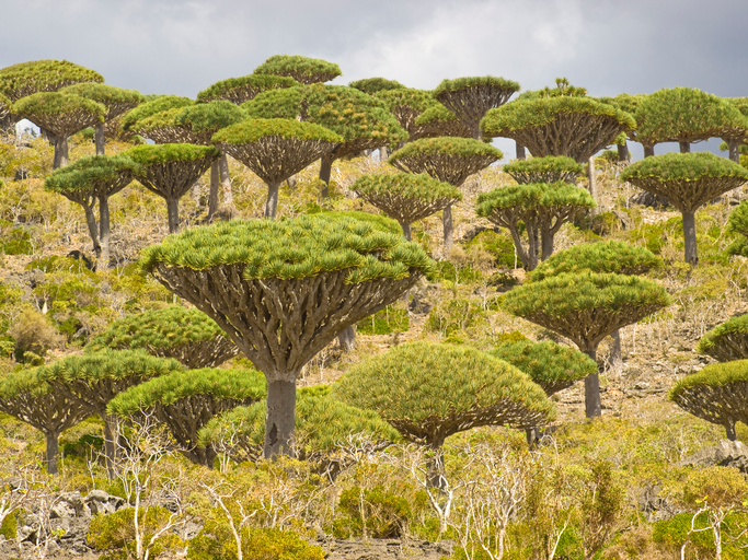 The Lost World of Socotra - One of the Most Alien-Looking Places on ...