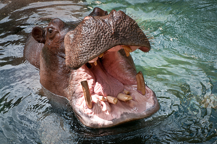 Pablo Escobar's Mad Hippos are Polluting the Water with their Droppings ...