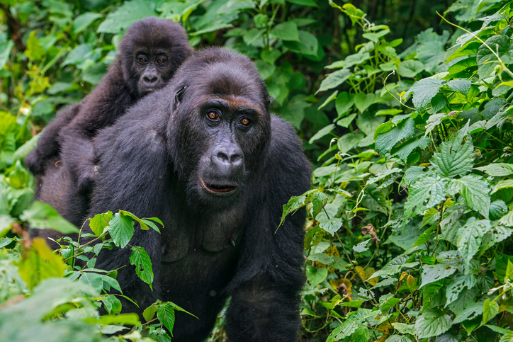 Dian Fossey - The incredible story of the woman who inspired 