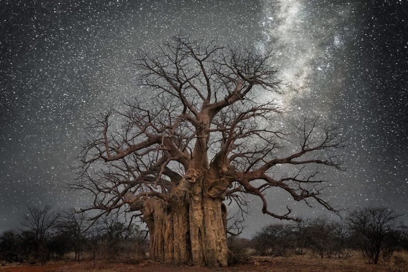 Rare, Gorgeous Photos Of Ancient Trees Around The Globe 