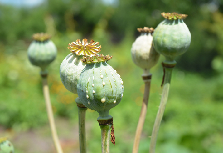 Ancient Drug Dealers? Opium Discovered Inside Juglet Sealed for 3000 ...