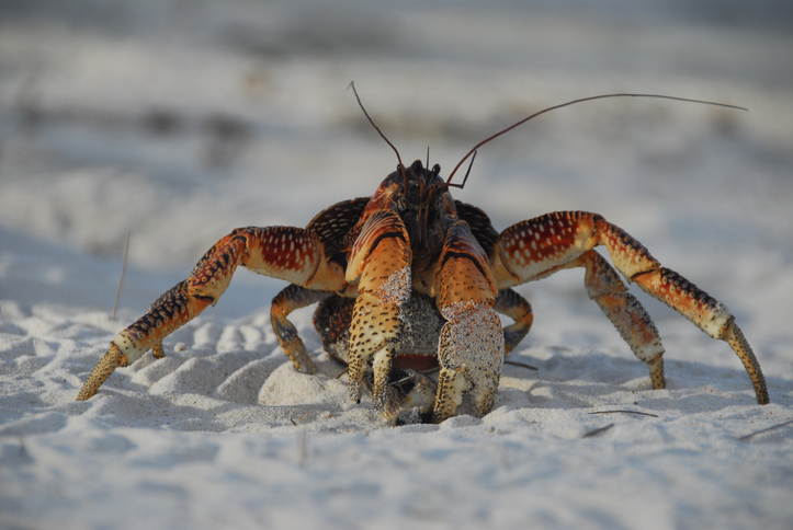 The Giant Coconut Crab and Amelia Earhart's Final Moments | The Vintage ...