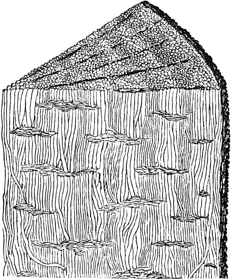 The Giant Prehistoric ‘Mushrooms’ that Covered Earth Before Trees ...