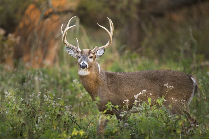 The Reason why Dollars are Called 'Bucks' is Surprisingly Literal | The ...