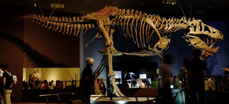 World's Largest T. Rex Skeleton Discovered - Nicknamed 