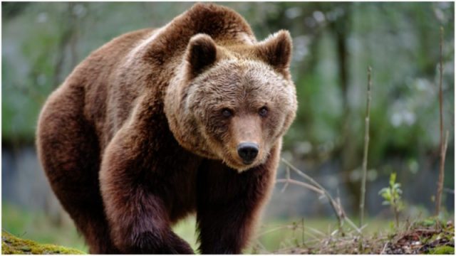 The Word “Bear” is not the Animal's Actual Name