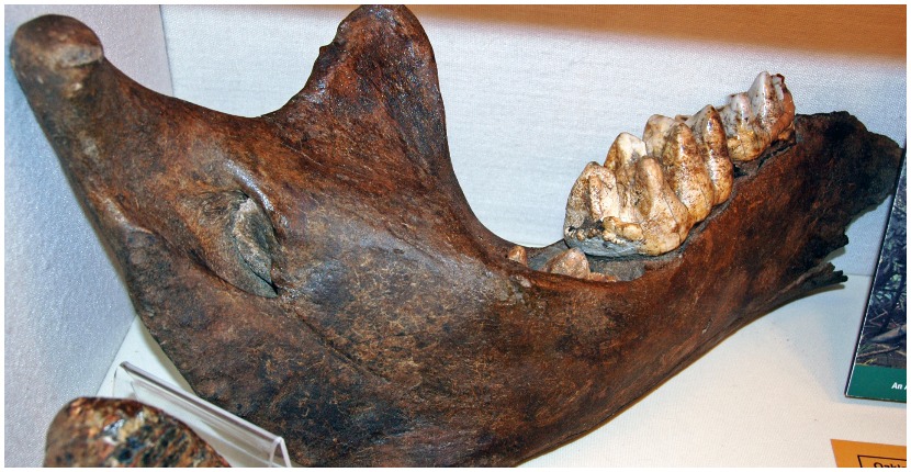 Mastodon jawbone. Photo by James St. John CC BY 2.0