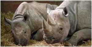 White rhinos