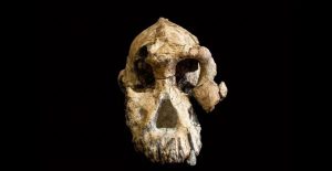 Austalopithecus skull