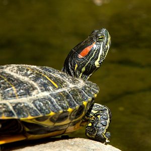 The 'Cuff' and 'Link' Turtles from Rocky are still Alive and still with ...