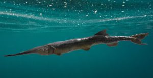 Chinese paddlefish