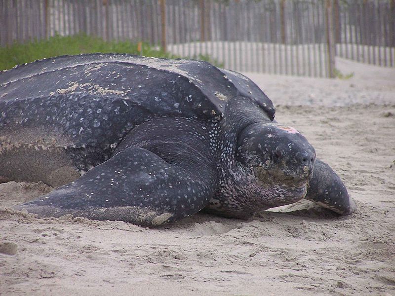 Fossils of an Enormous Turtle the Size of a Car Found in South America ...