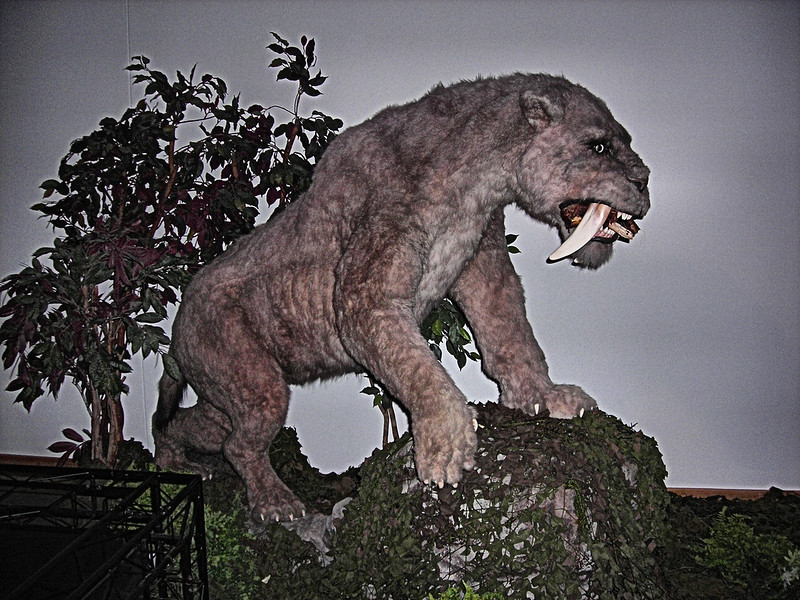 Giant Sabre-Toothed Tiger Skull Shows Just How Big They Actually Were ...