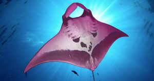 Pink Manta Ray