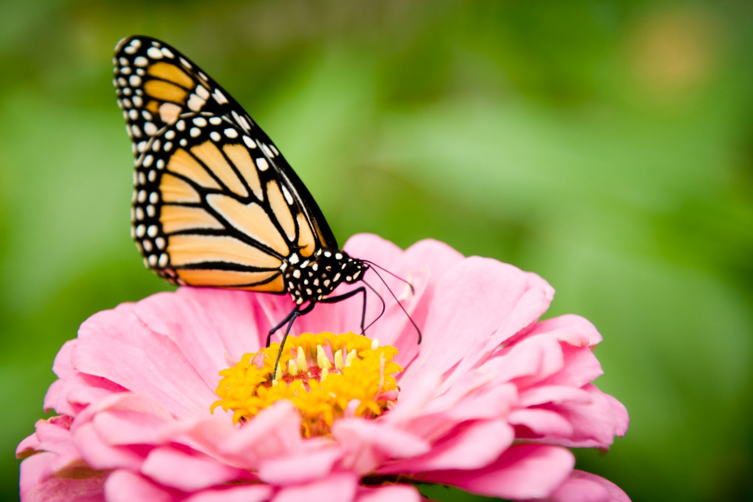 Butterflies Create Jet Propulsion When They Clap Their Wings | The ...