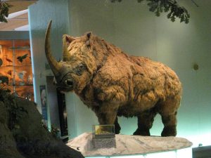 35,000 Years Later, Frozen Woolly Rhino Discovered | The Vintage News