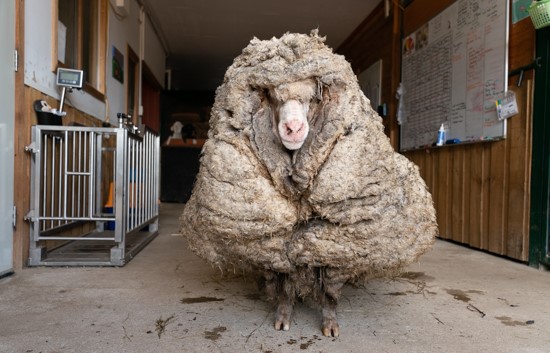 A Sheep In Super Heavy Clothing! 80 Pounds Of Pure Wool Burden