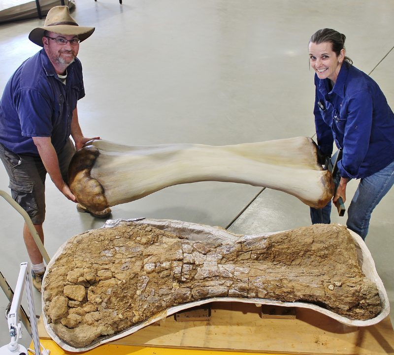 Australotitan: Researchers Uncover Massive Dinosaur In Australia | The ...