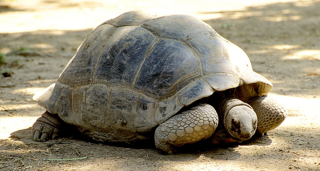 Blackpool Zoo Announces Death Of 105-year-old Giant Tortoise