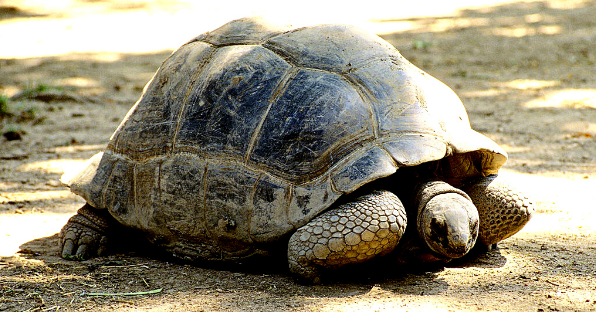 Blackpool Zoo Announces Death of 105-Year-Old Giant Tortoise