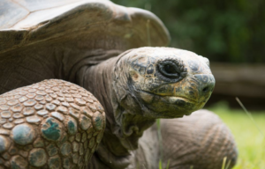 Aldabra tortoise standing in grass