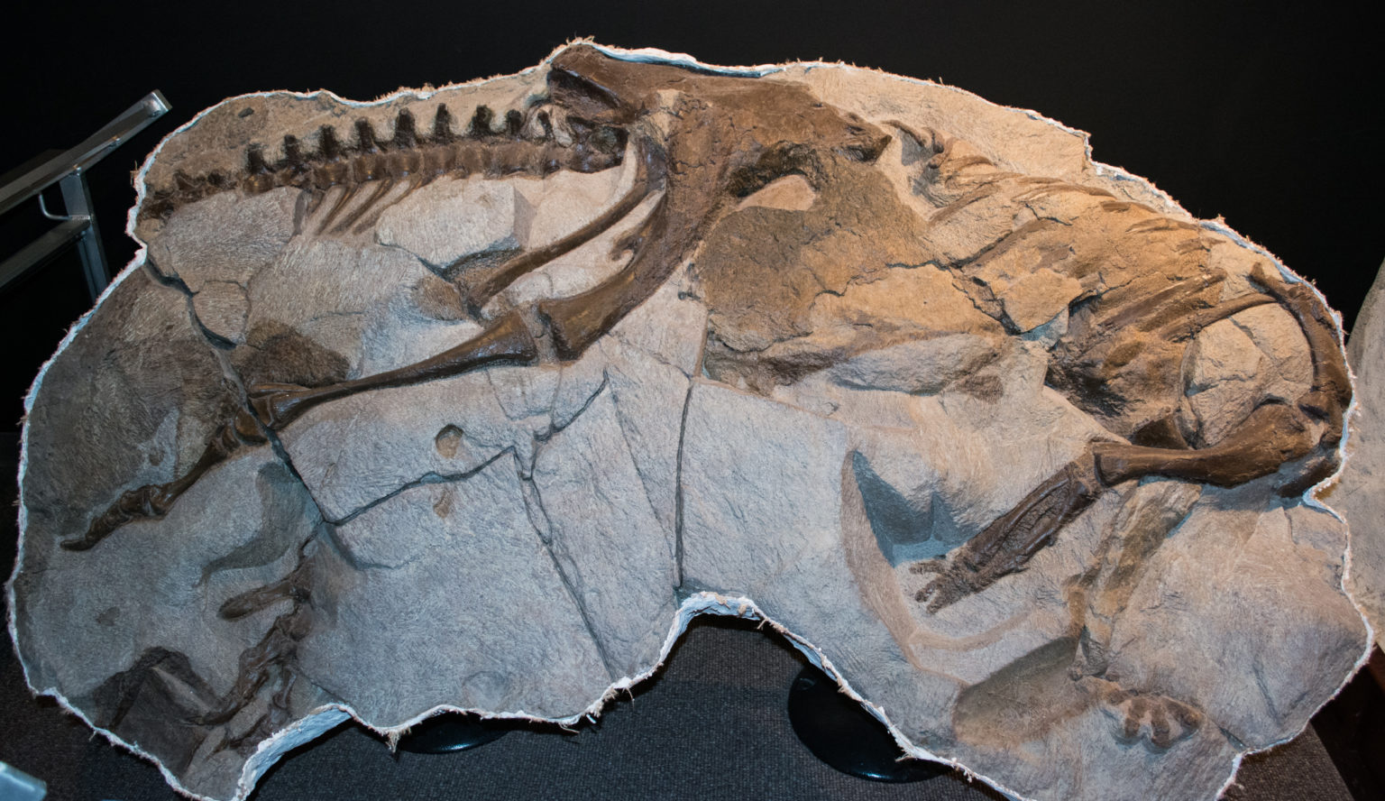 Scientists Believe They Have a Fossil of Dinosaur 'Killed on Same Day ...