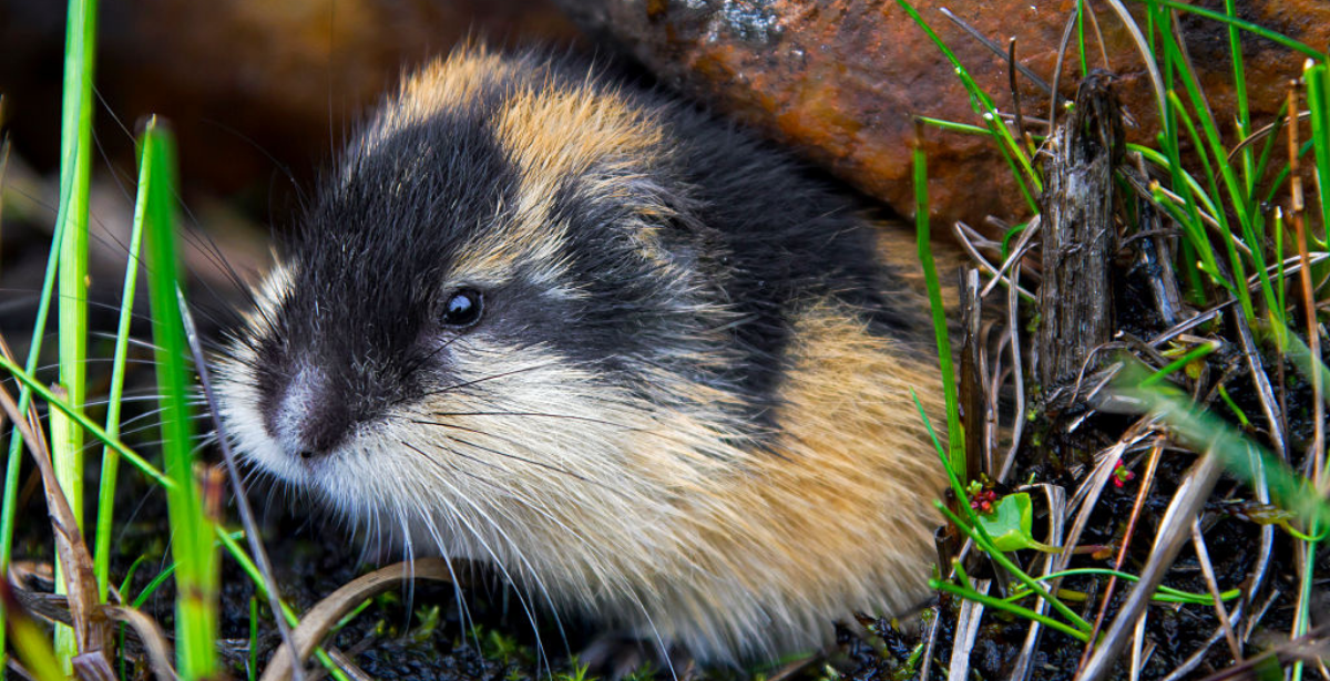 petition: Demand Disney Take Responsibility for Its Horrific Massacre of  Lemmings, and the Myth It Spread to Cover it Up!