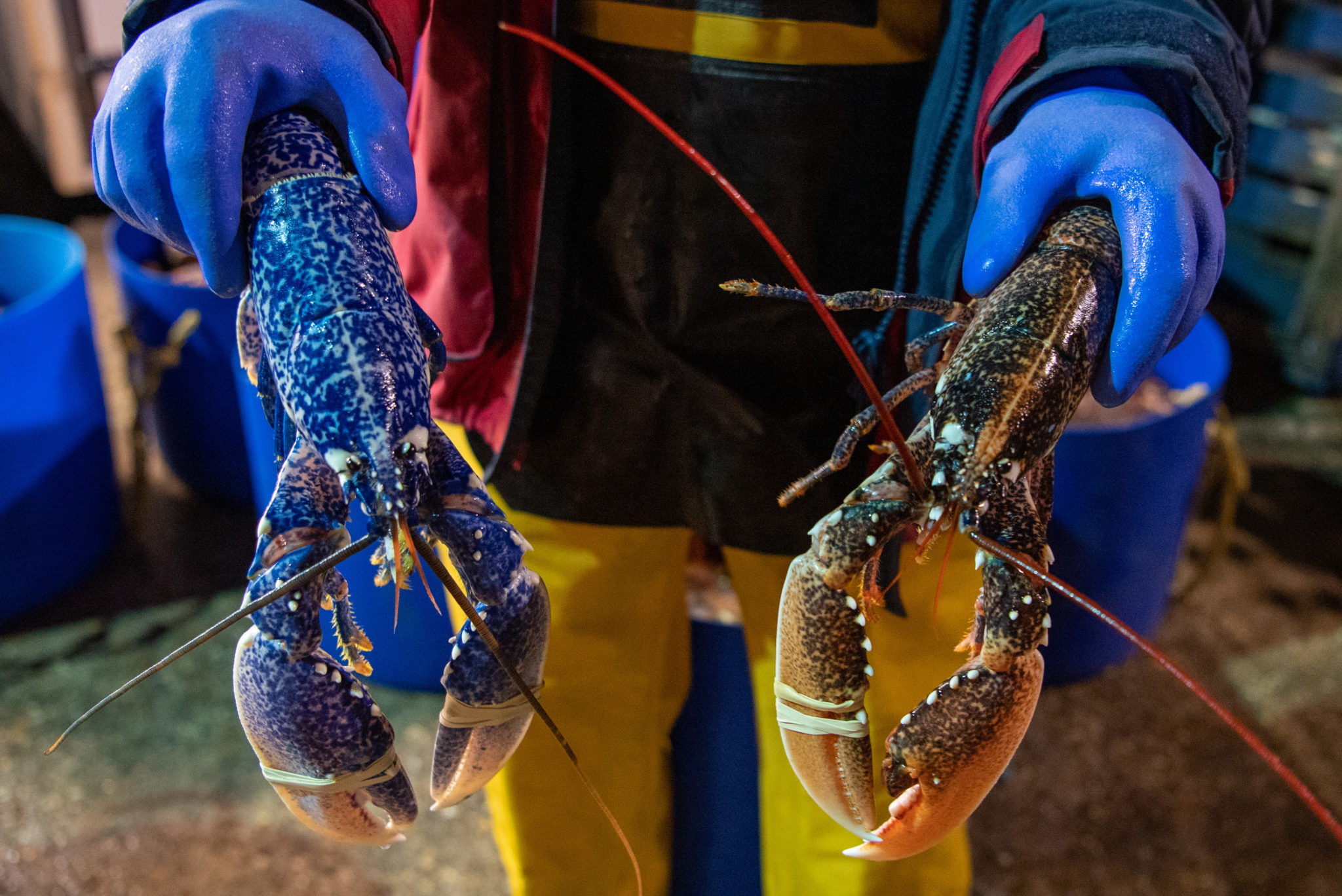 Blue Lobster: A One-In-Two-Million Catch