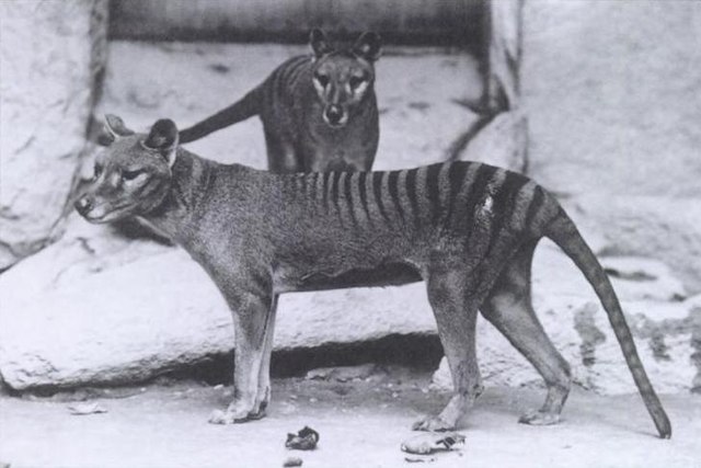 Two Tasmanian Tigers standing together