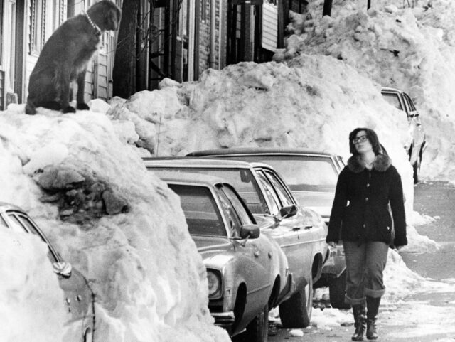 Woman walking along a snow-covered street, with a dog looking at her