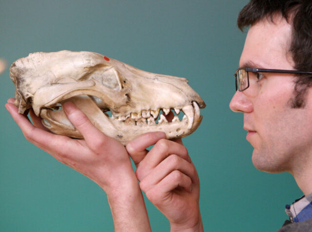 Jack Ashby holding up a Tasmanian tiger skull